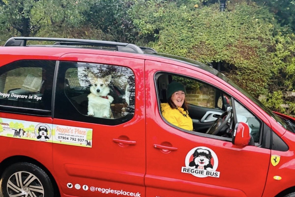 A driver at the wheel of a red Reggie Bus with a small white dog looking out
