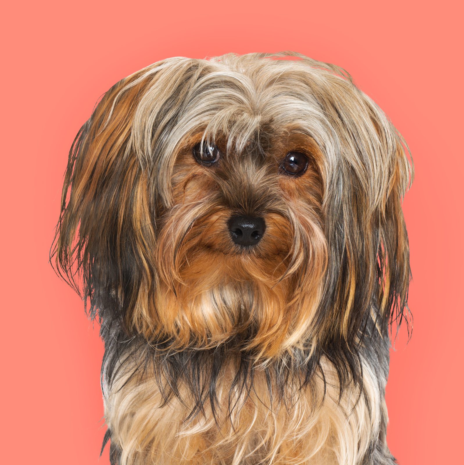 A long-haired terrier on a coral background