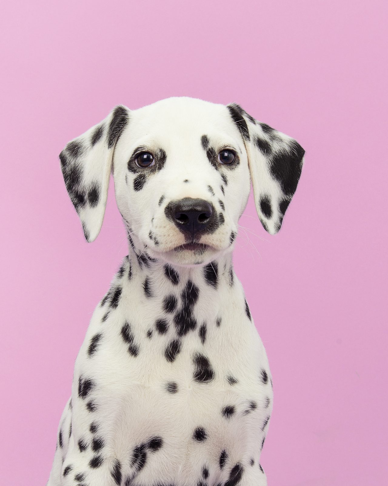 A Dalmatian on a pink background