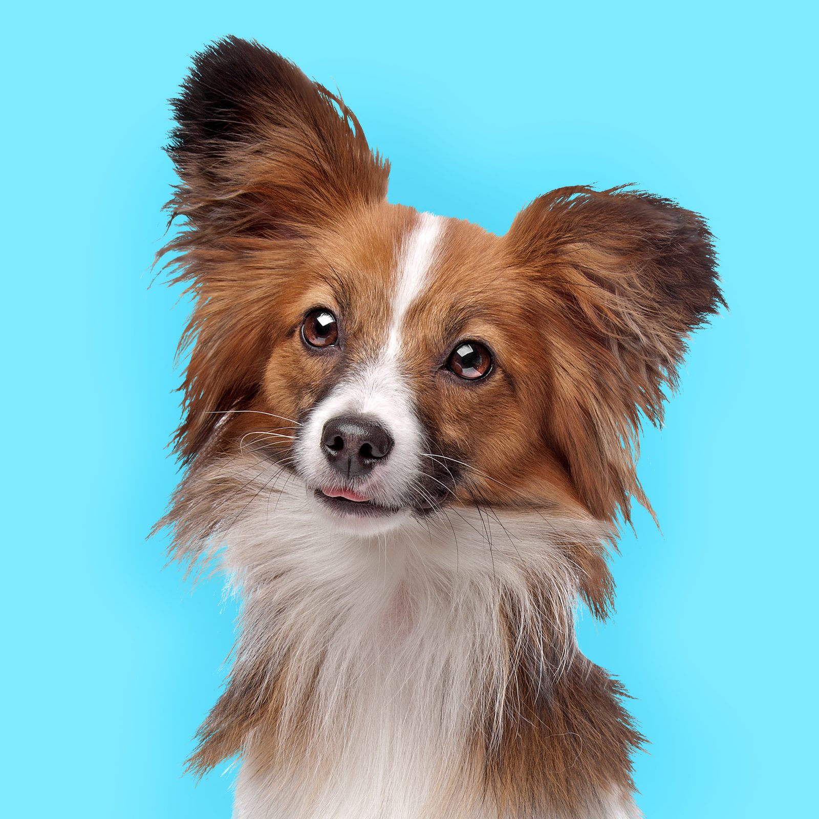 A papillon on a sky-blue background