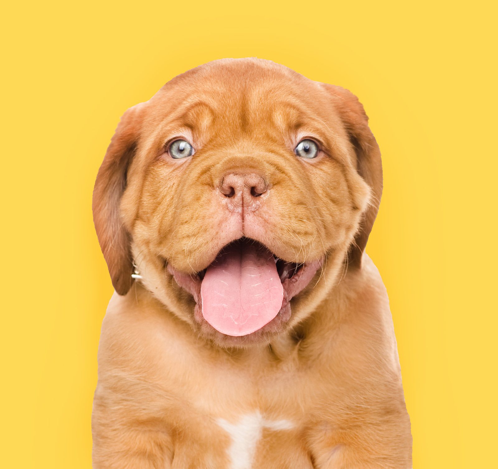 A wrinkly puppy on a bright yellow background
