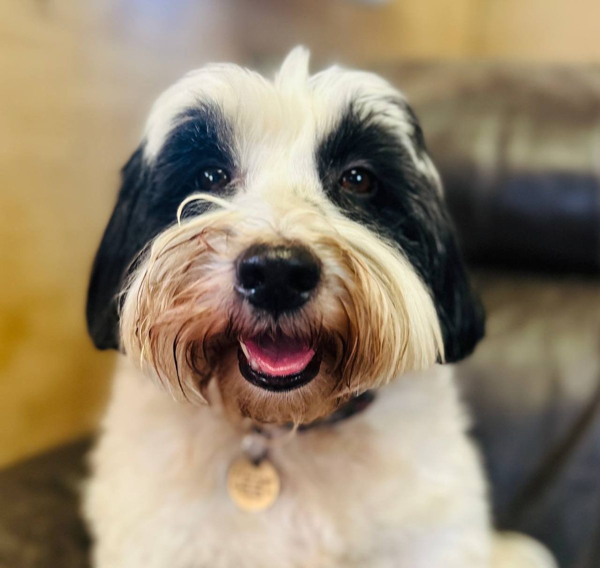Dolly, Reggie's companion, at Reggie's Place