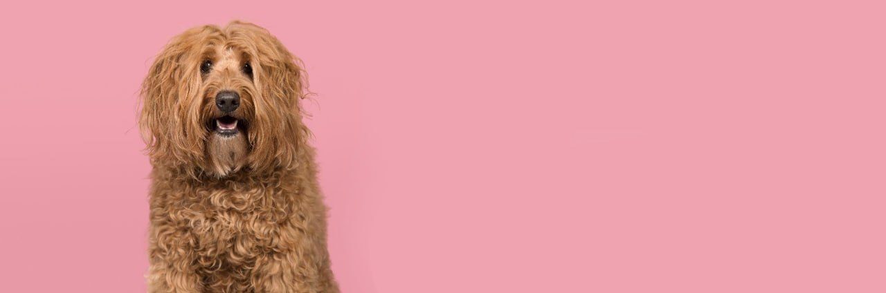 A fluffy light-brown cockapoo looking at the camera