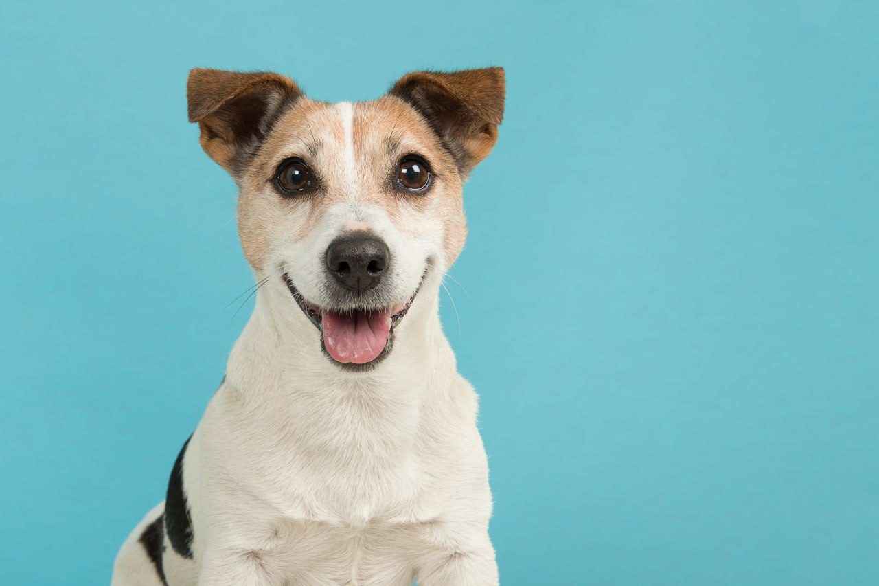 A Jack Russell on a teal background