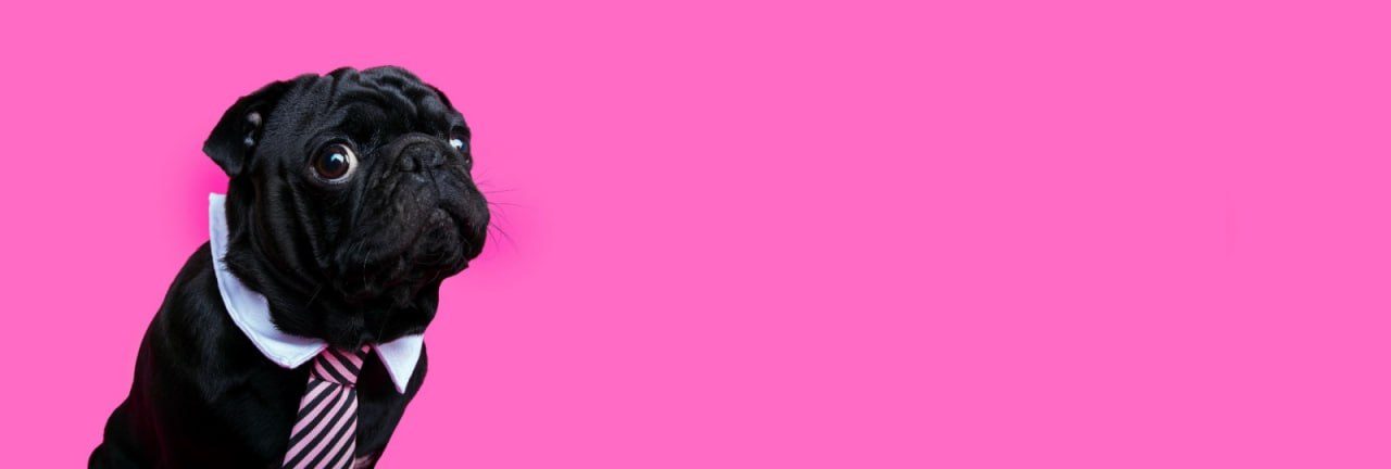 A black pug wearing a shirt collar and tie