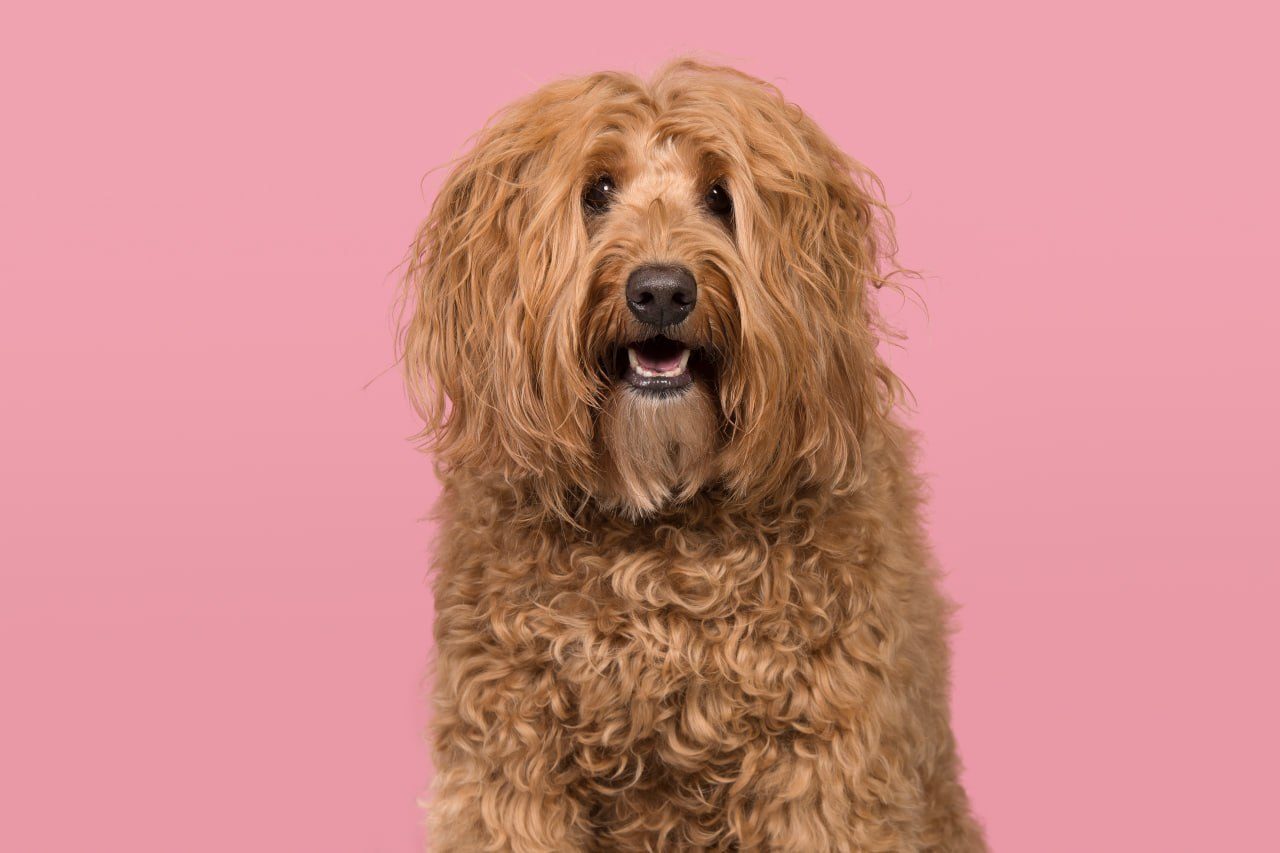 A fluffy light-brown cockapoo