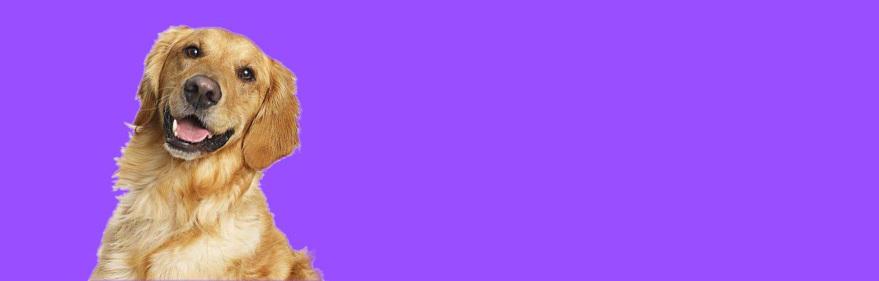 A golden retriever tilting its head