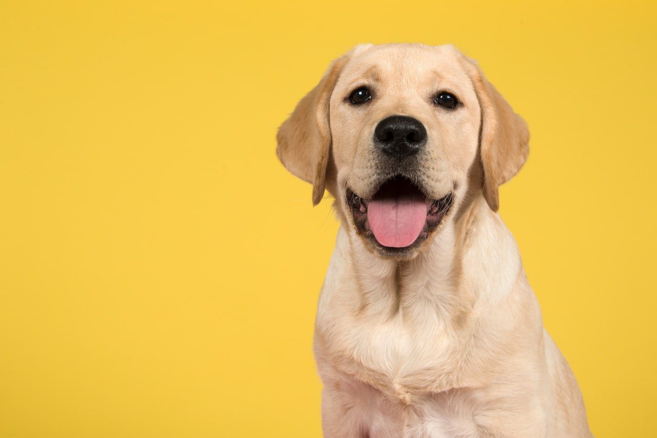 A Labrador on a golden-yellow background