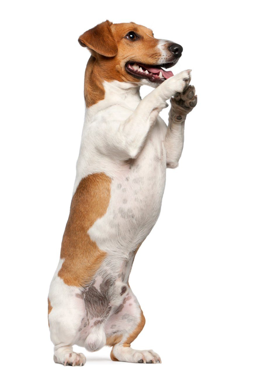 A Jack Russell terrier standing on its hind legs