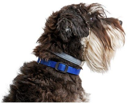 A black and silver schnauzer in profile