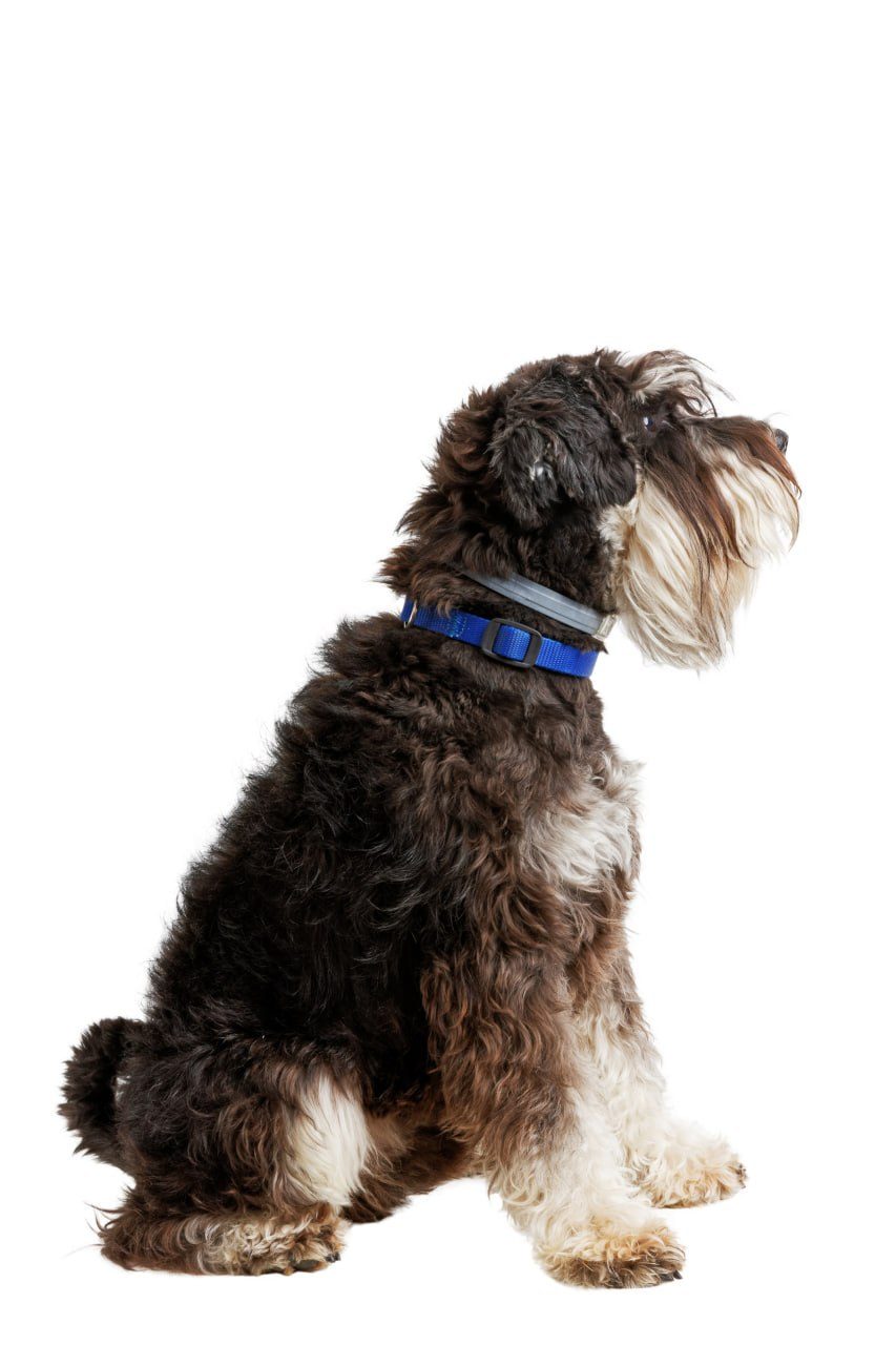 A black and silver schnauzer sitting politely