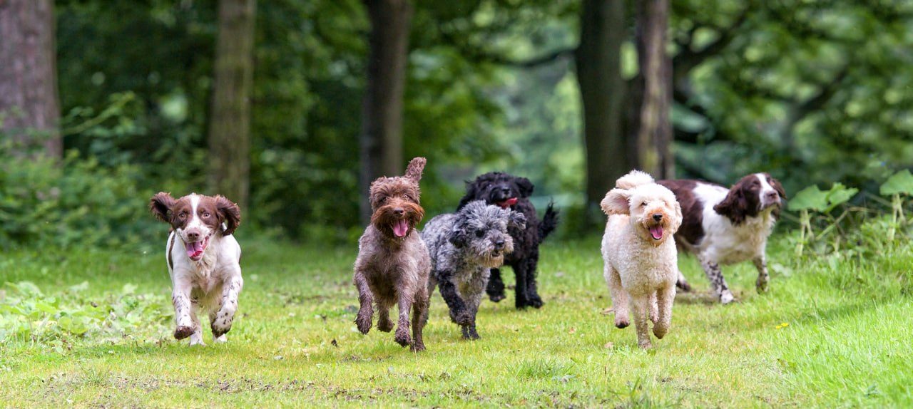 Six dogs running across the grass towards the camera