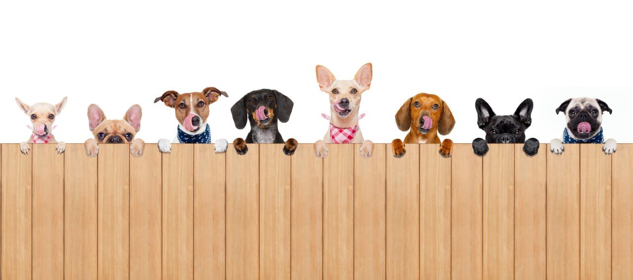 Eight small dogs peeking over a wooden fence