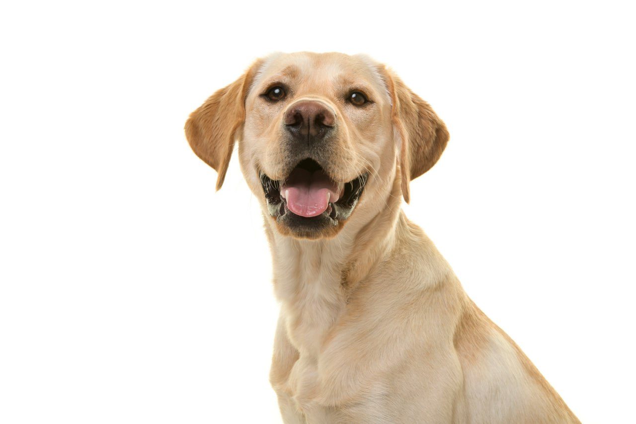 A happy yellow Labrador