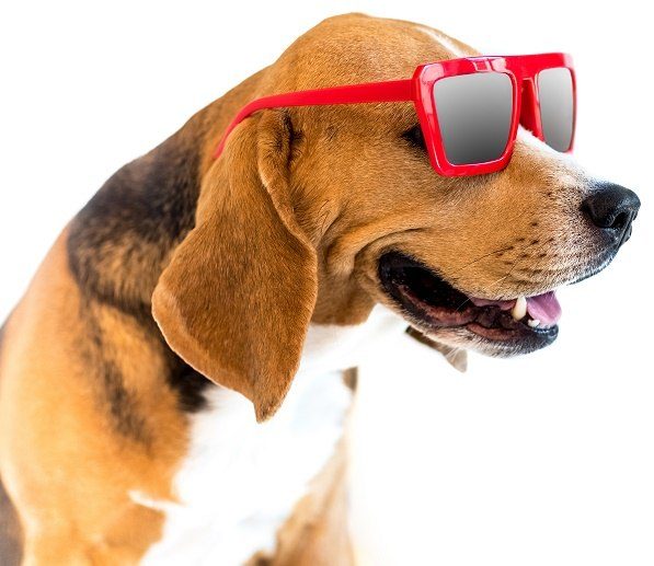 A beagle wearing red sunglasses