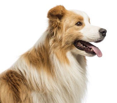 A ginger and white border collie in profile
