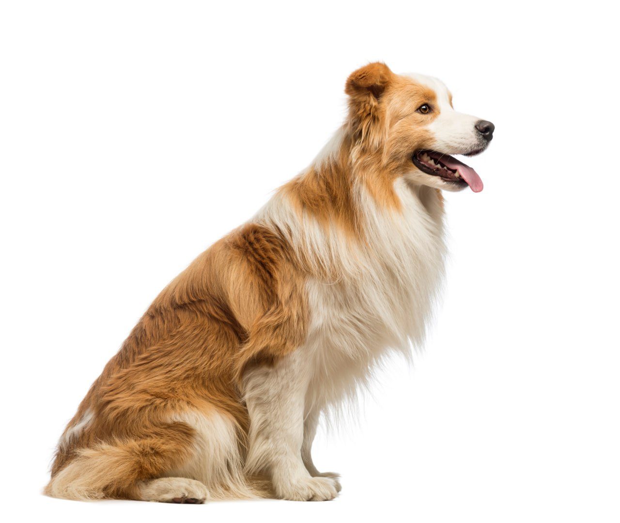 A ginger and white border collie sitting