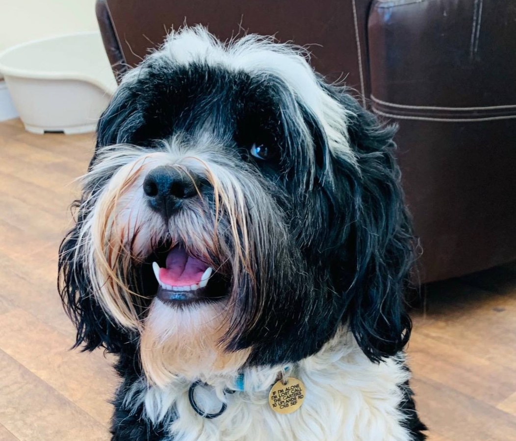 Reggie, the fluffy black and white dog the business is named after, at home on the floor