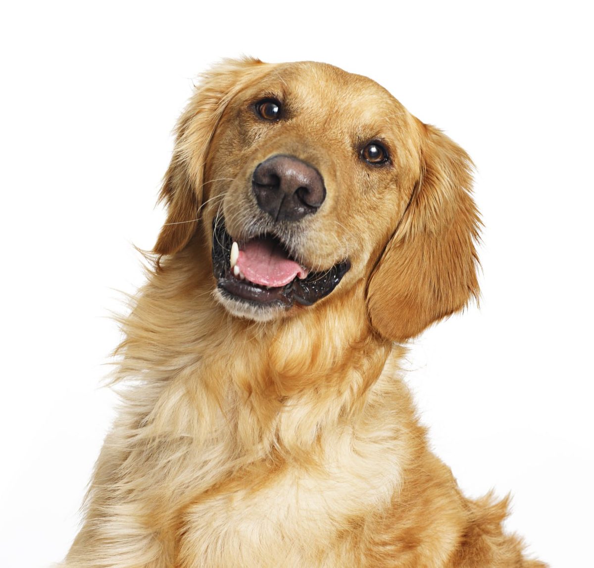 Golden retriever smiling at the camera