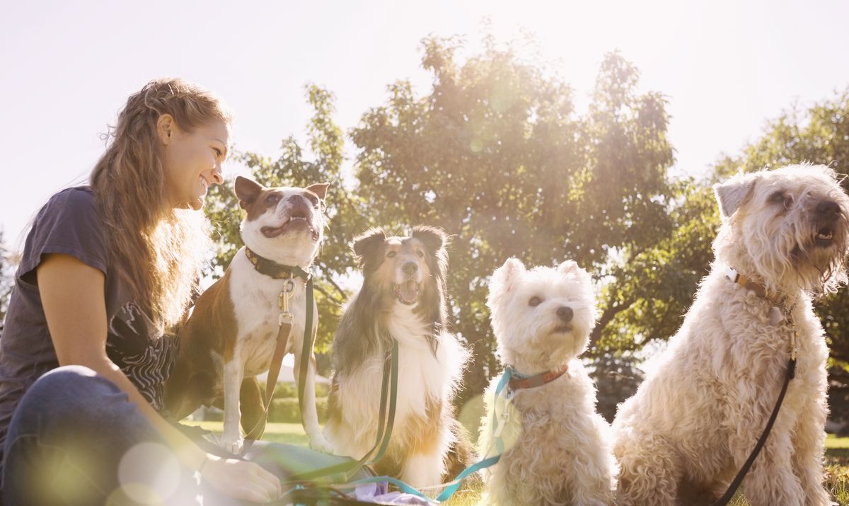 A smiling handler out on a walk with four dogs on leads