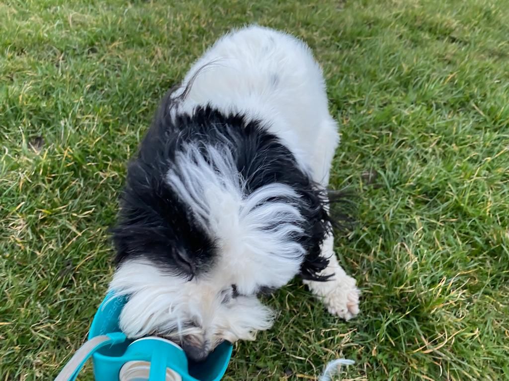 A dog lapping water from a bowl on the grass