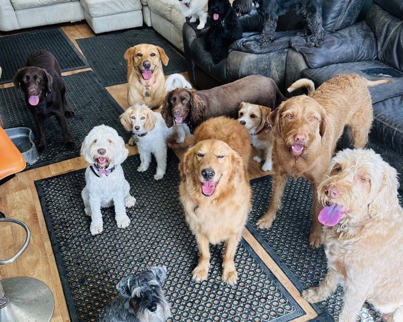 A dozen dogs on the floor looking up at the camera