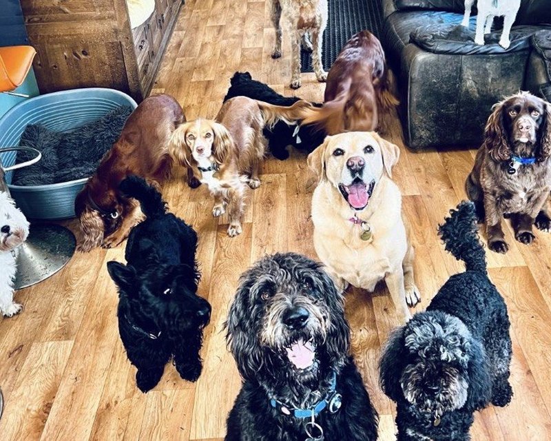 Dogs lined up on a mat indoors