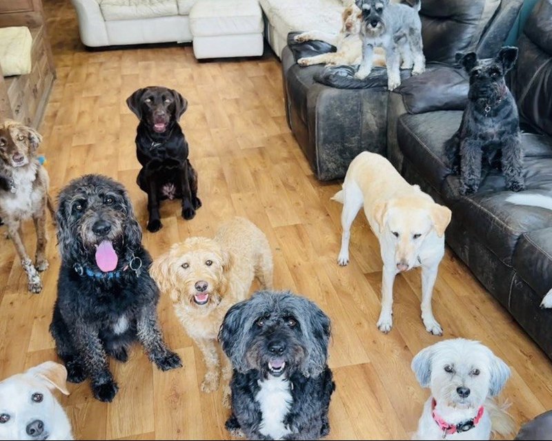 Dogs gathered around a leather sofa