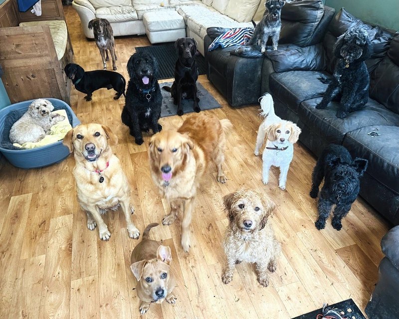 A room full of dogs facing the camera