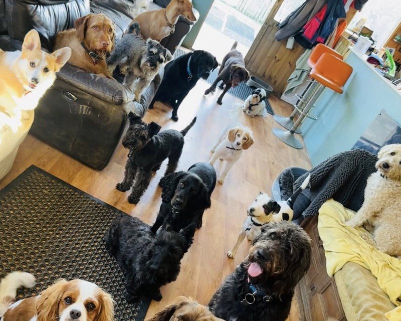 Dogs on a wooden floor with a door behind