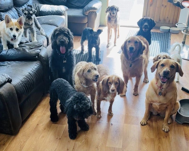 Dogs in a living room with sunlight from a doorway