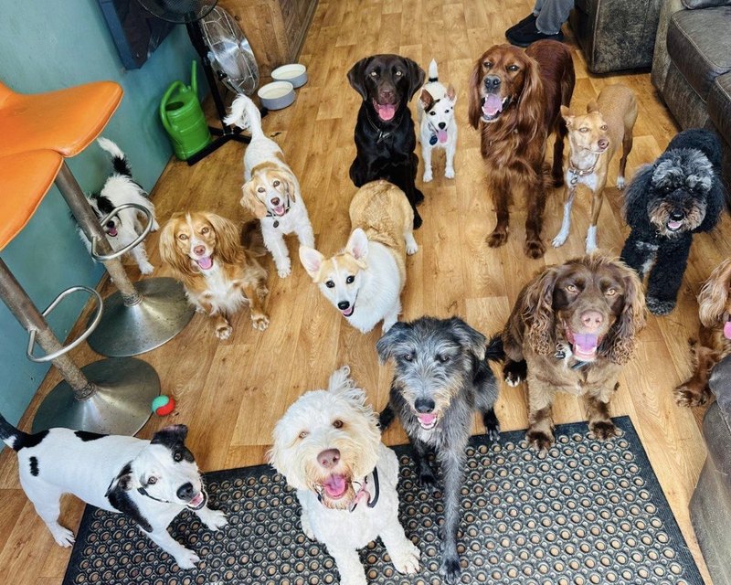 Dogs crowded together indoors, tongues out