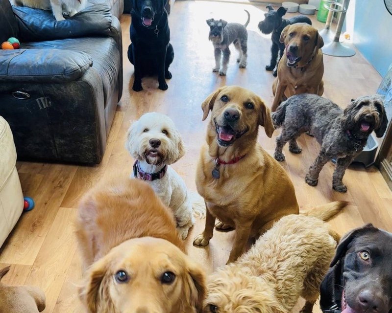 A crowded living room of dogs, a corgi on the couch