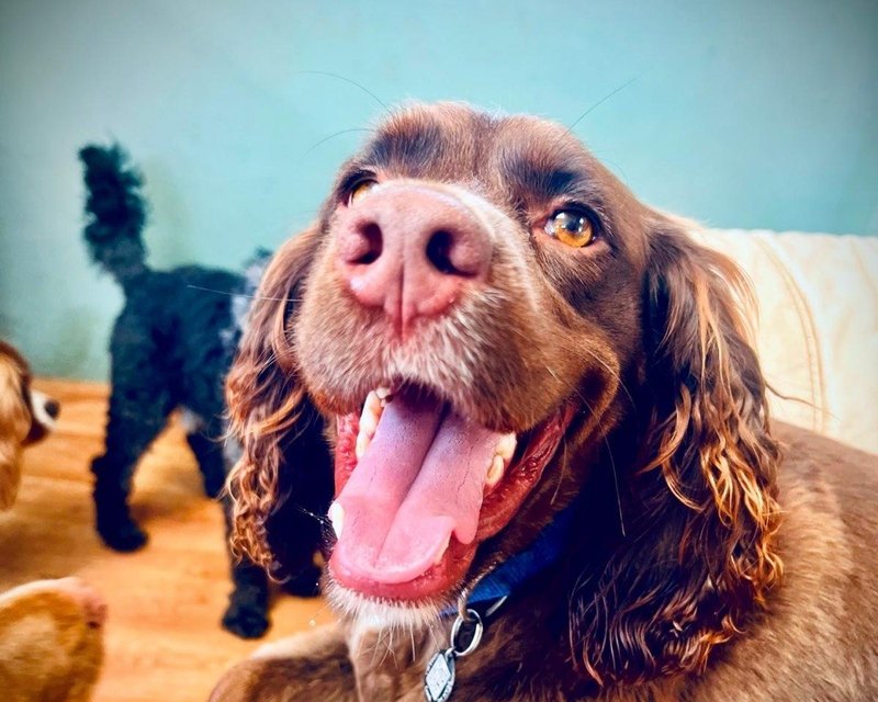 A brown cocker spaniel looking at the camera