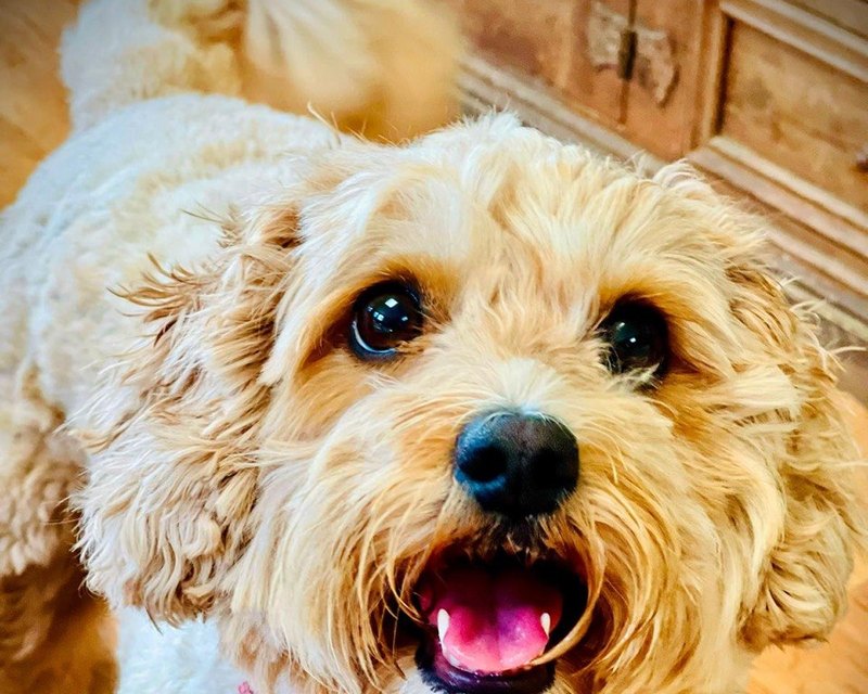 A cream doodle looking up