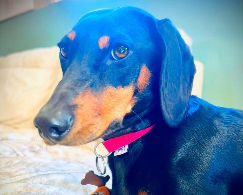 A black and tan dachshund lying down