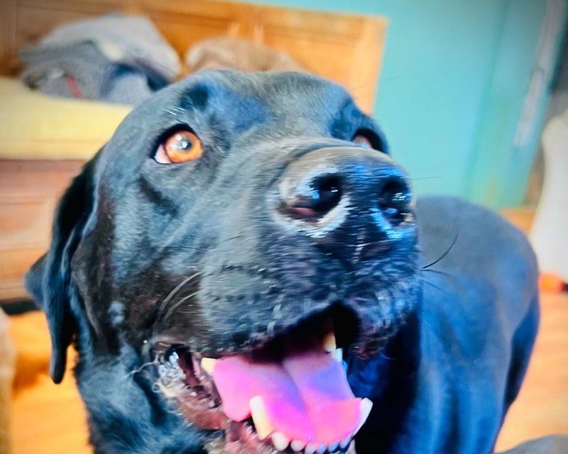 A black Labrador indoors