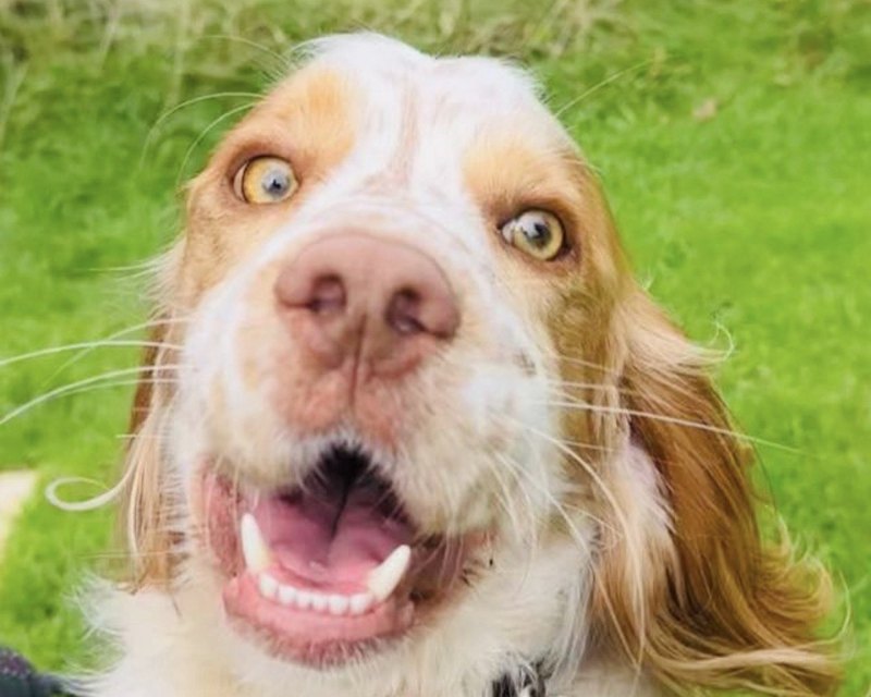An orange and white spaniel outdoors