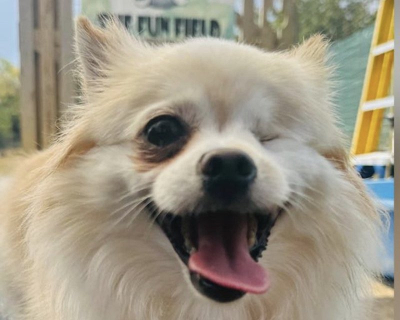 A small cream Pomeranian smiling