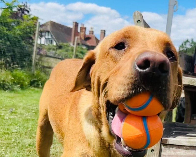A dog holding a ball on the grass