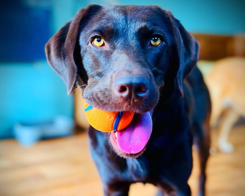 A chocolate Labrador with a ball