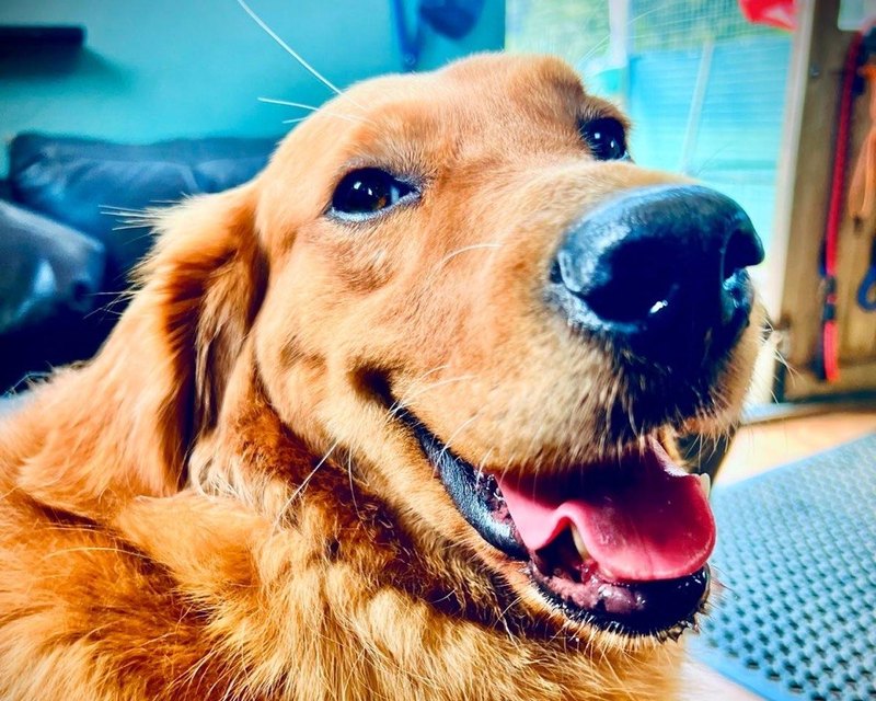 A golden retriever lying indoors