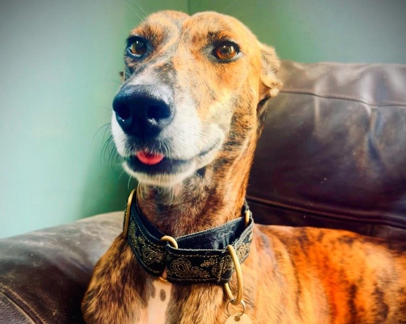 A lurcher with a patterned collar on a couch