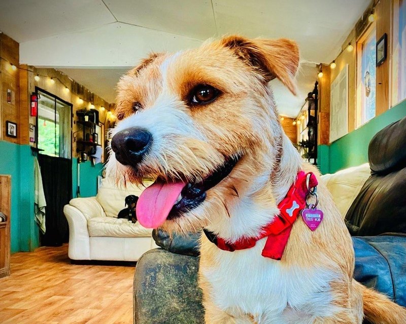 A wiry tan terrier with its tongue out