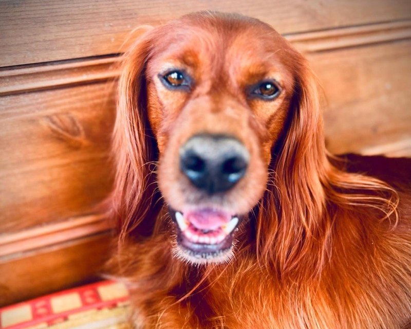 A red setter smiling at the camera
