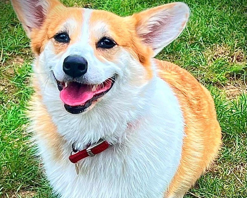 A corgi standing on the grass
