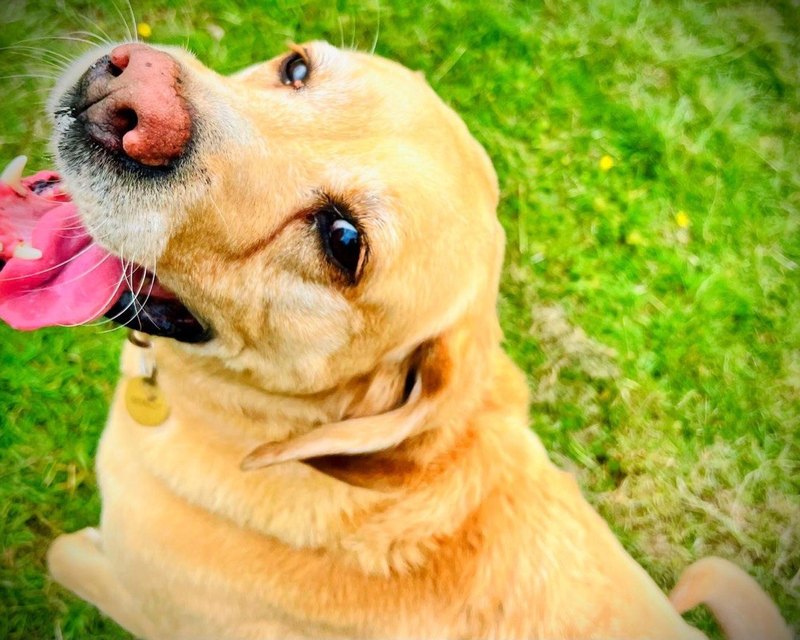 A yellow Labrador looking up on the grass