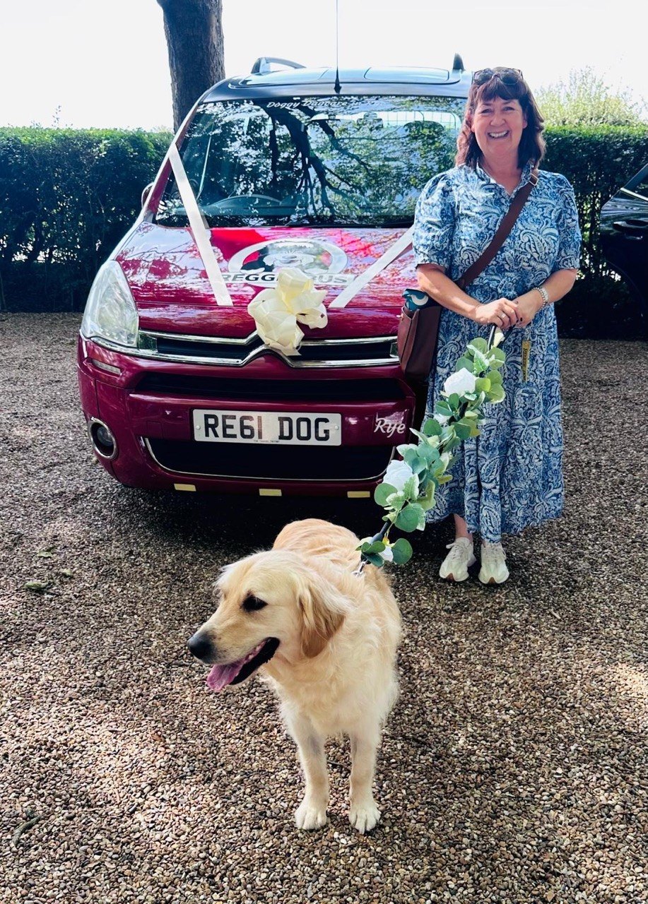 A golden retriever on a floral garland leash beside a maroon wedding car decorated with white ribbons