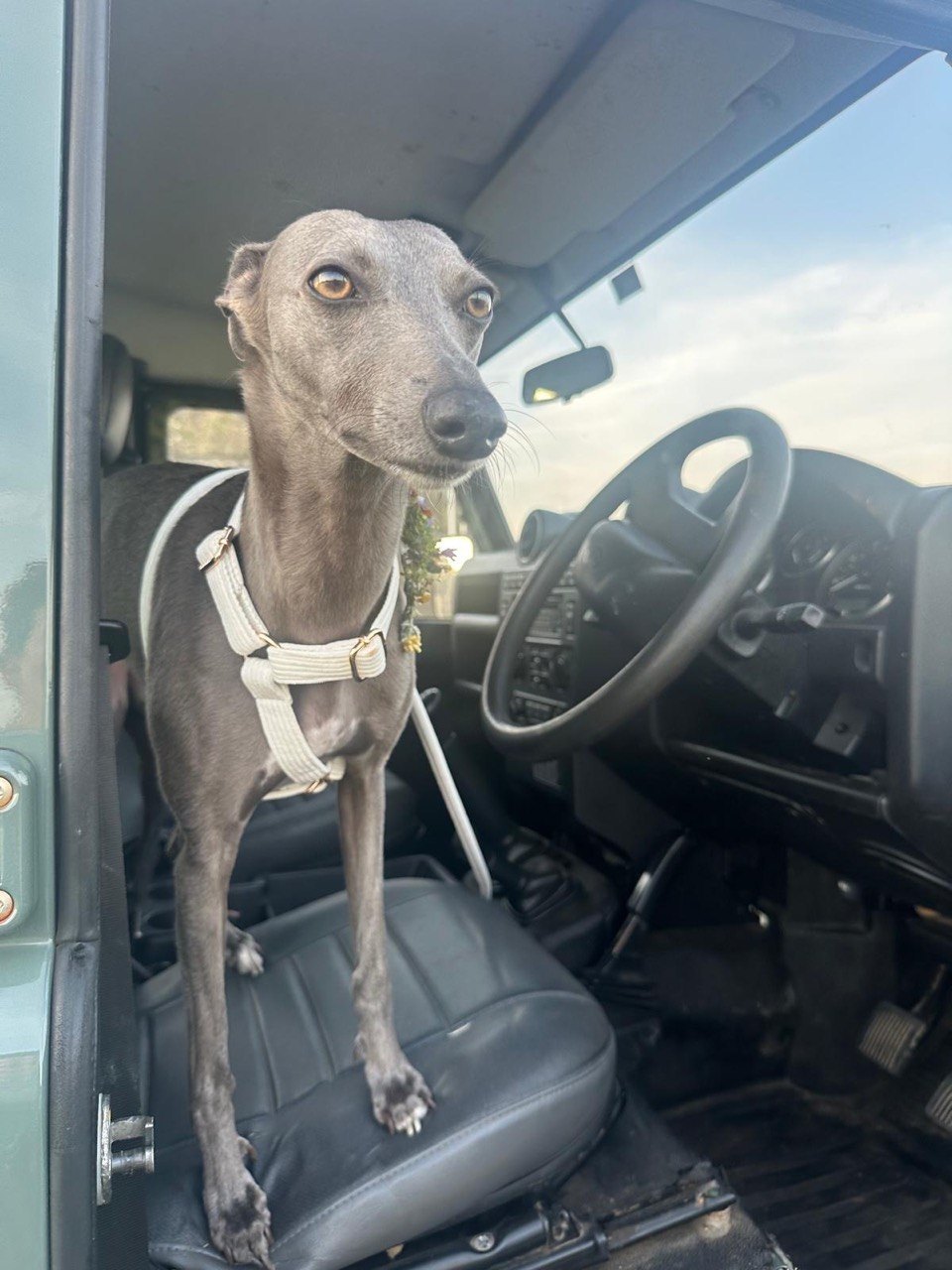 A grey whippet standing on the driver seat of a car