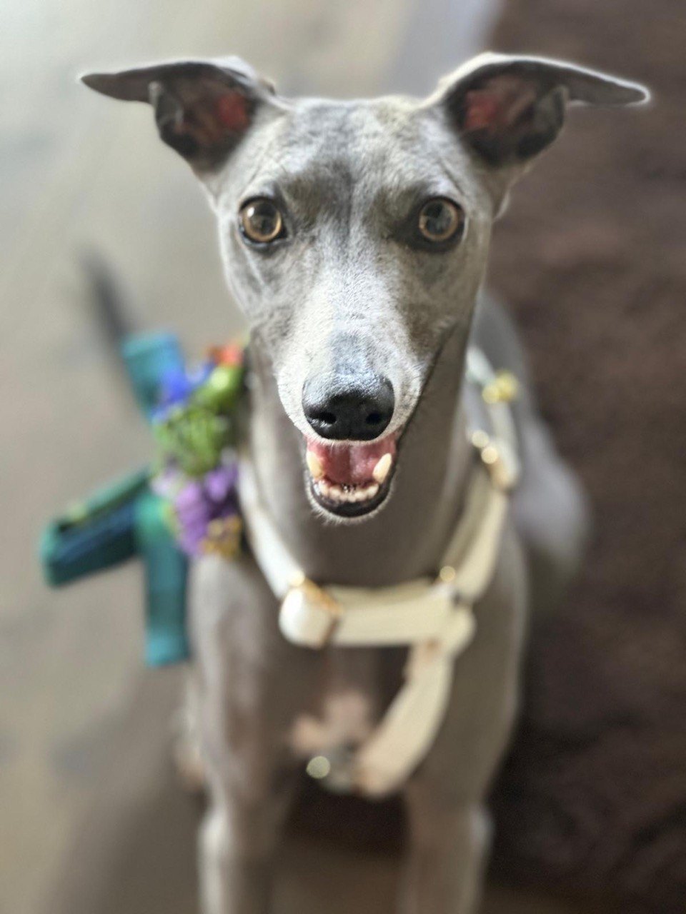 A grey whippet wearing a small floral corsage